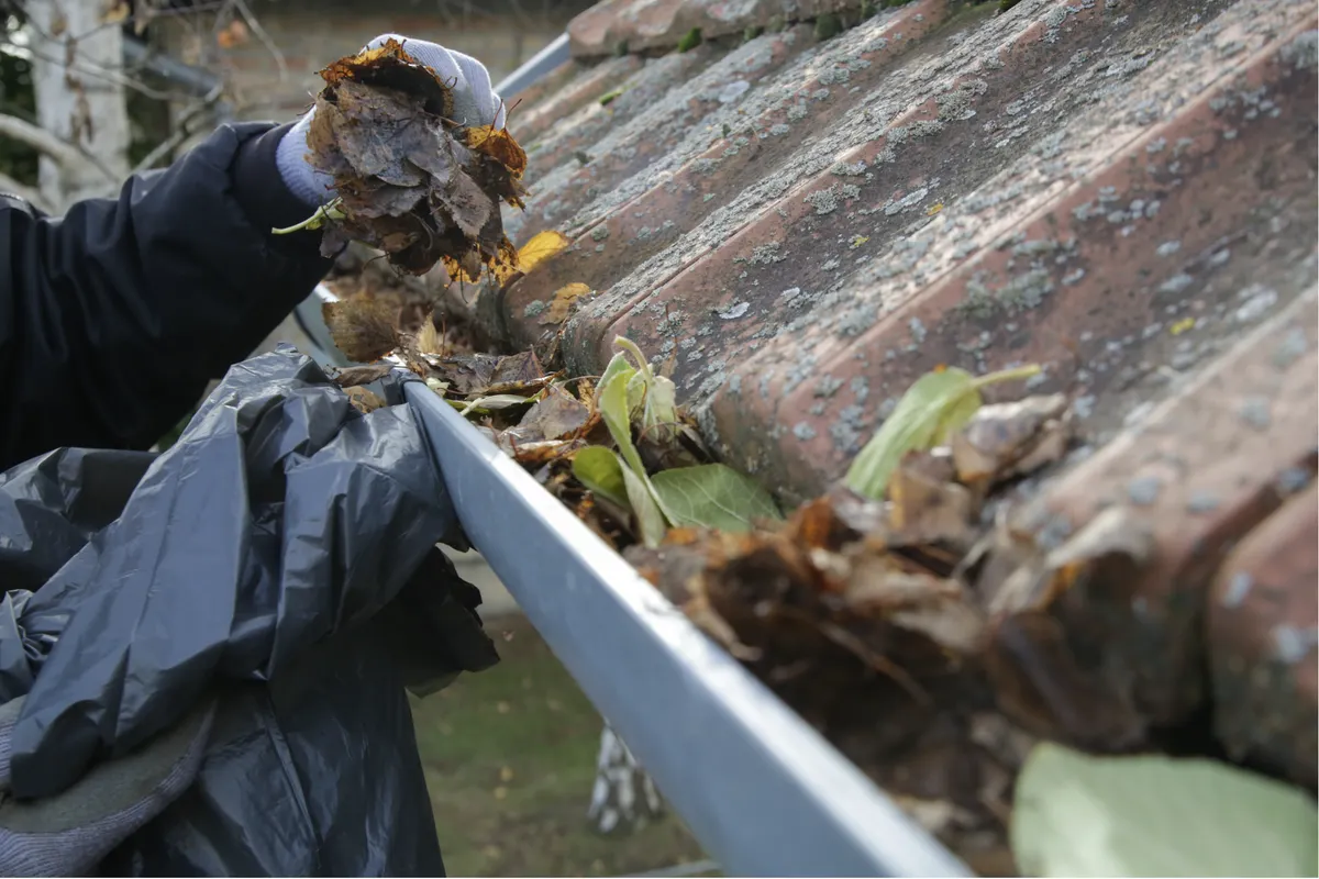 Gutter debris from cedar, oak, and maple trees